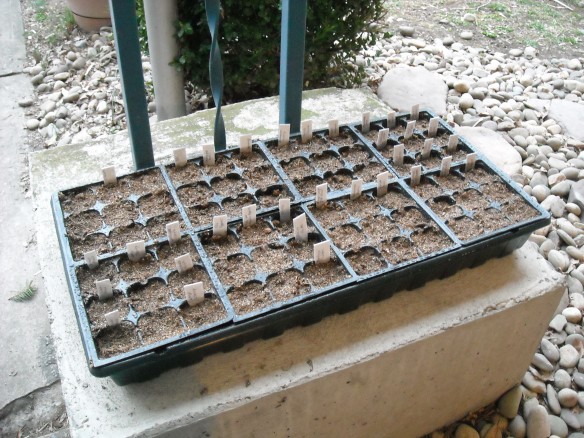 Seed tray filled with seeds and mix