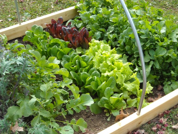 Lettuce in the winter garden.