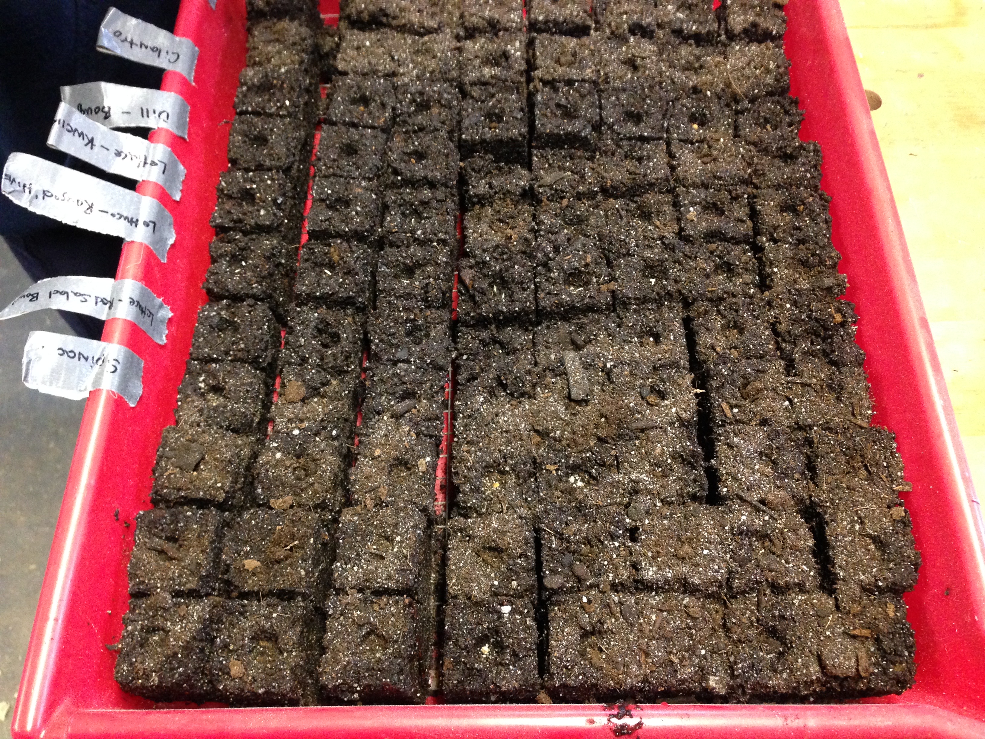 1-1/2" soil blocks in tray