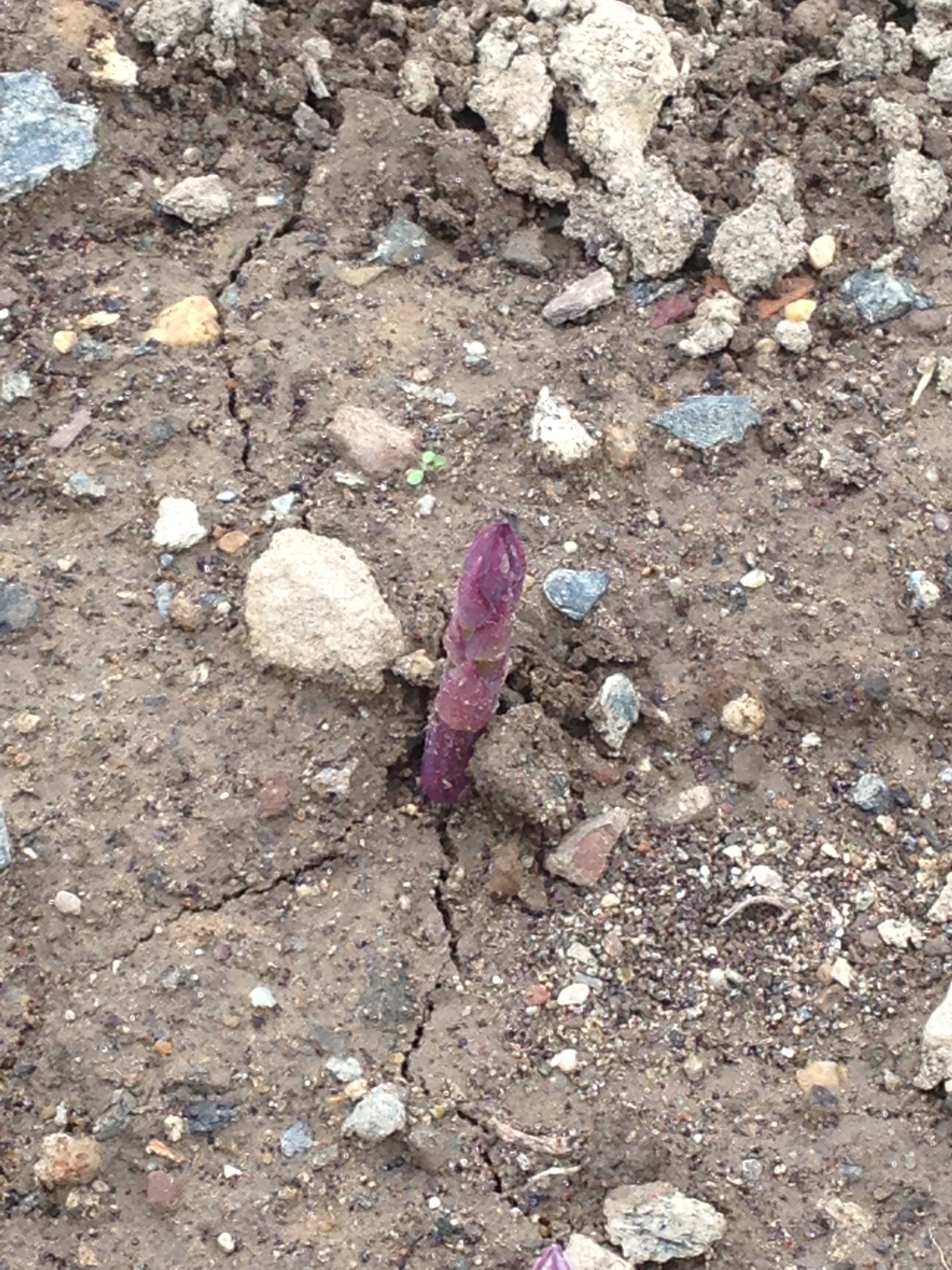 A lonely asparagus stem pushing through the soil.