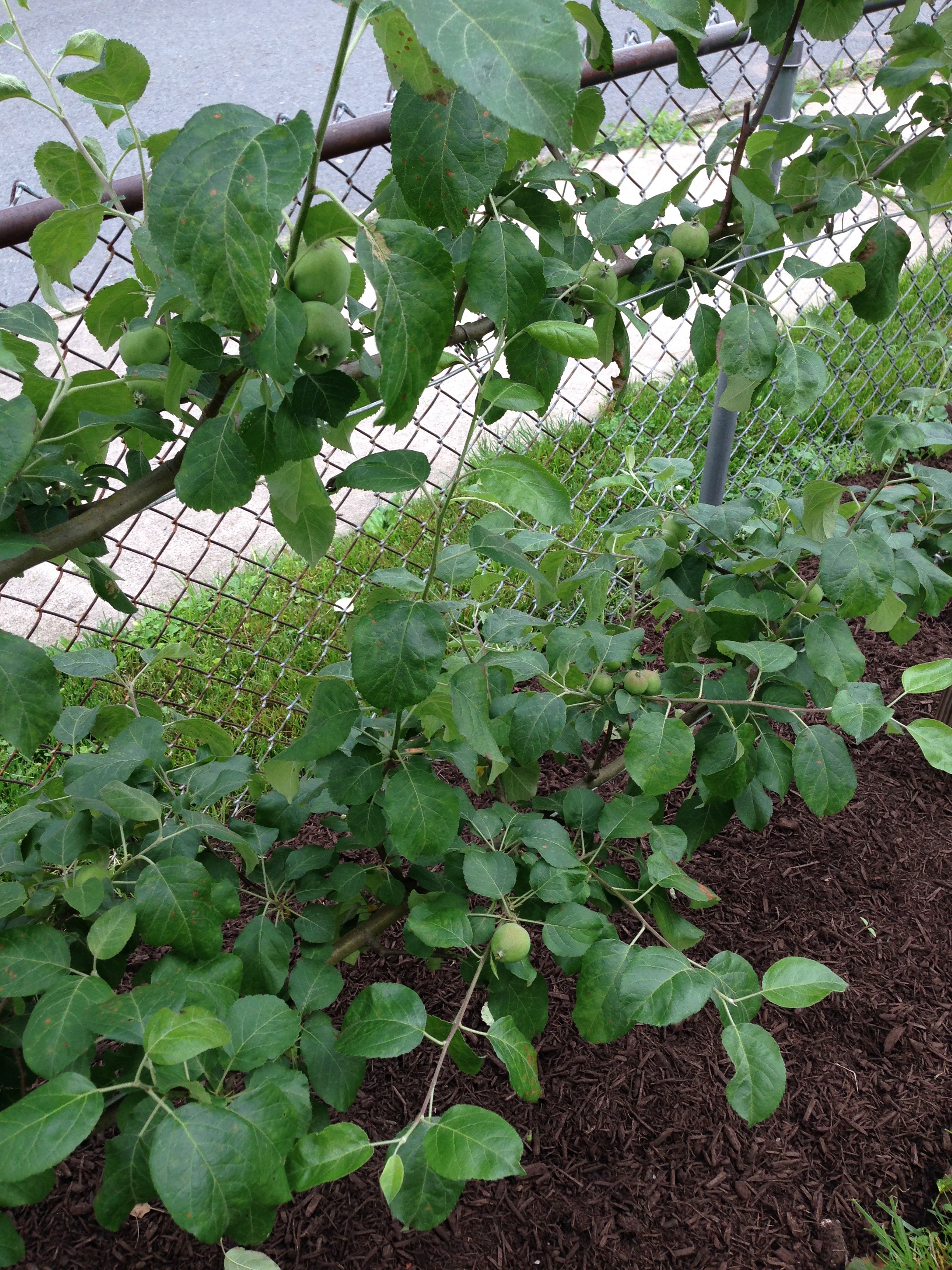 Apples on the espalier