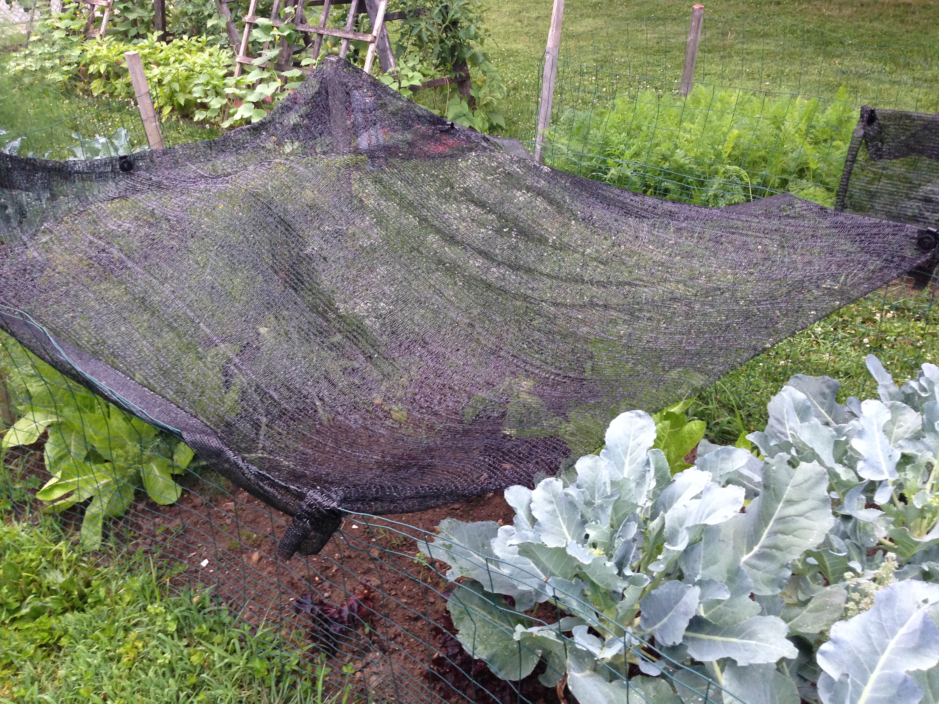 Shade cloth over the lettuce plants